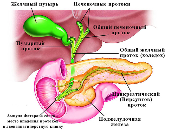  Анатомическое строение желчевыводящих путей в норме