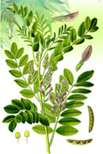 Glycyrrhiza (glabra, uralensis)